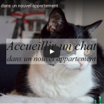VIDÉO #15 : ACCUEILLIR SON CHAT DANS UN NOUVEL APPARTEMENT